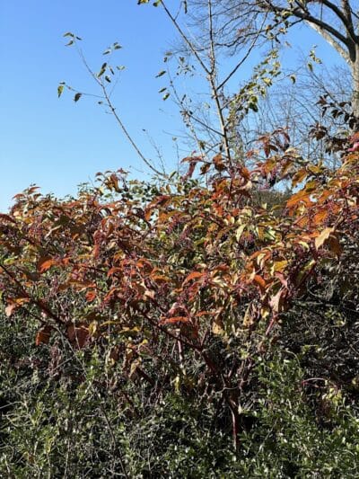 Chatfield Garden - Roselle, NJ