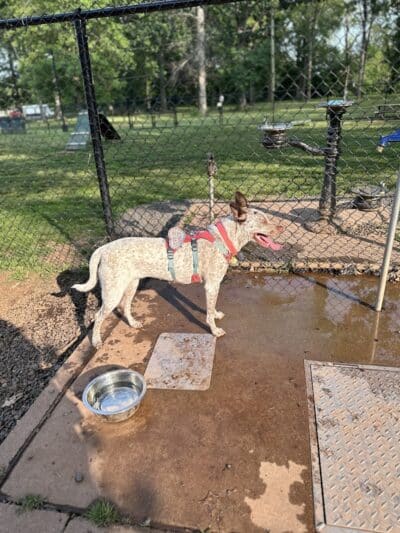 Dog Park - Roselle, NJ