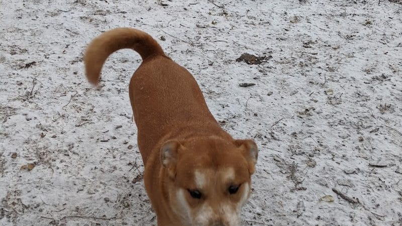Woodview Off-Leash Dog Area - Roseville, MN