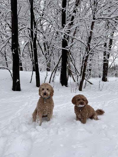 Woodview Off-Leash Dog Area - Roseville, MN