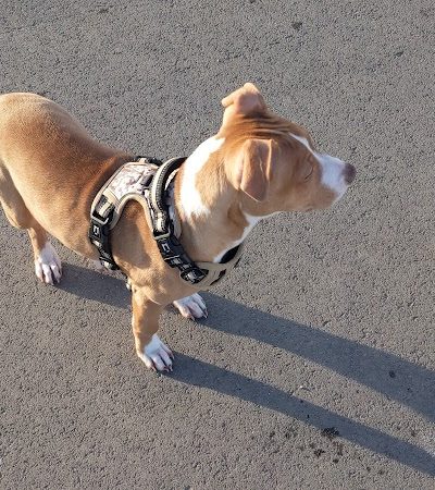 Roy Dog Park - Roy, UT