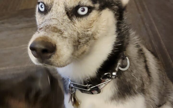 Rover's Ranch Dog Park & Training - Runnells, IA