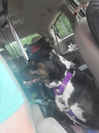 Rover's Ranch Dog Park & Training - Runnells, IA