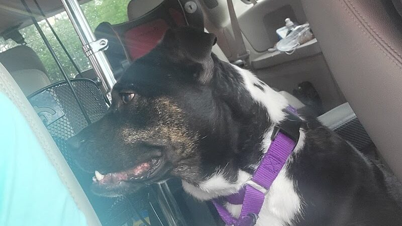 Rover's Ranch Dog Park & Training - Runnells, IA