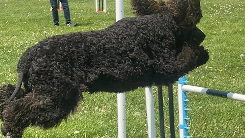 Dogs On The Run Training Club - Rushville, MO