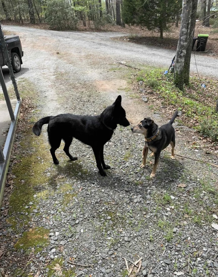 Carolina Canines (sniffspot private dog park rental with hiking and creek access)