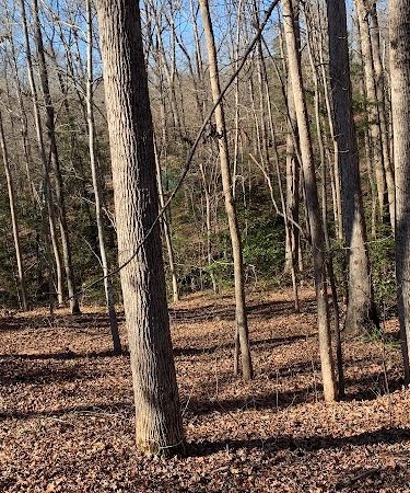 Carolina Canines (sniffspot private dog park rental with hiking and creek access)