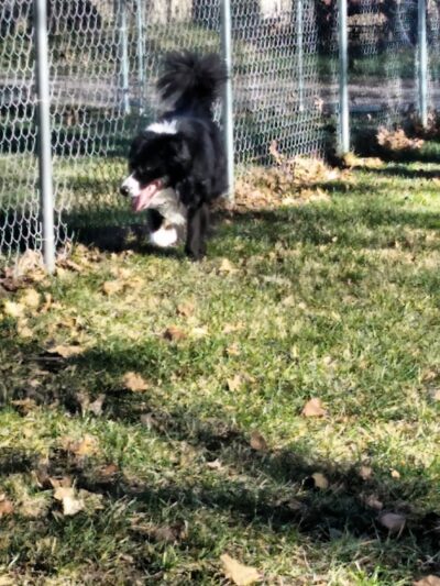 Sabetha Dog Park - Sabetha, KS