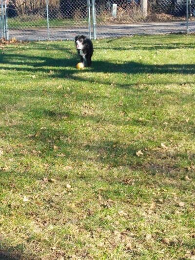 Sabetha Dog Park - Sabetha, KS