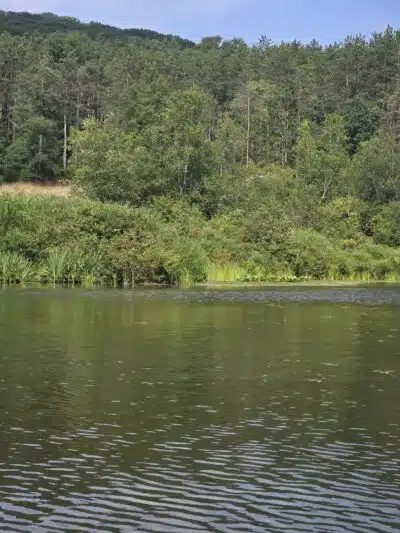 Allegany State Park - Salamanca, NY