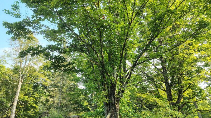 Allegany State Park - Red House Area - Salamanca, NY