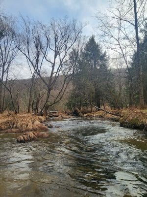 Allegany State Park - Red House Area