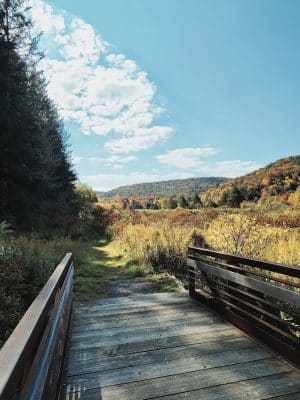 Allegany State Park - Red House Area