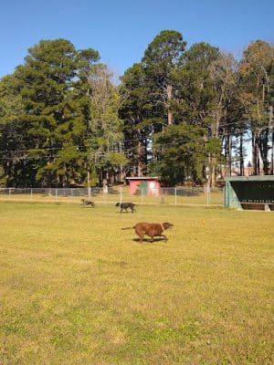 Salem Dog Park - Salem, IL