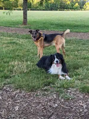Minto-Brown Island Dog Park