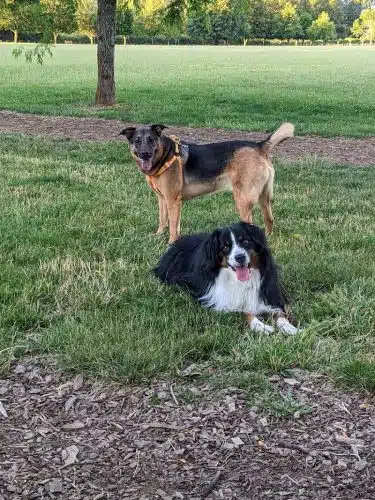 Minto-Brown Island Dog Park