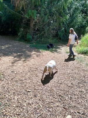 Minto-Brown Island Dog Park