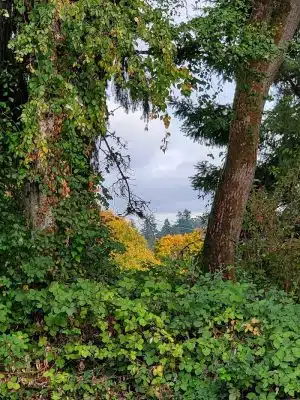 Minto-Brown Island Dog Park