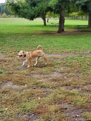 Minto-Brown Island Dog Park