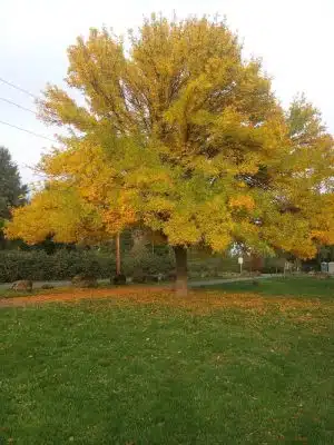 Minto-Brown Island Dog Park