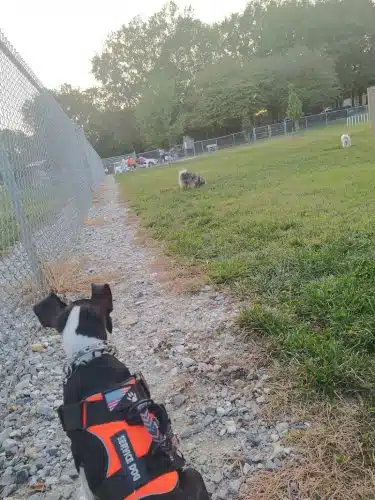 Pitner Dog Park
