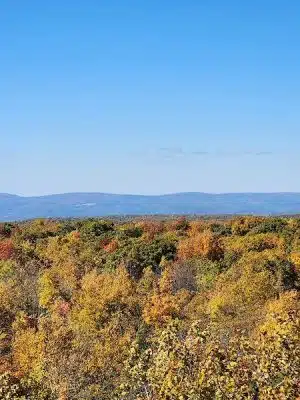Forbes State Forest - Mount Davis Natural Area
