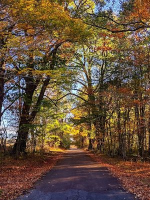 Forbes State Forest - Mount Davis Natural Area