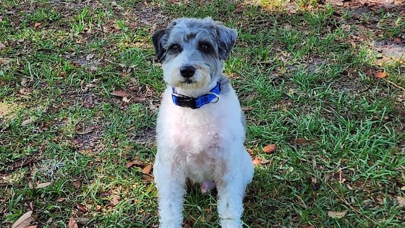 Rosewood Dog Park - San Antonio, FL
