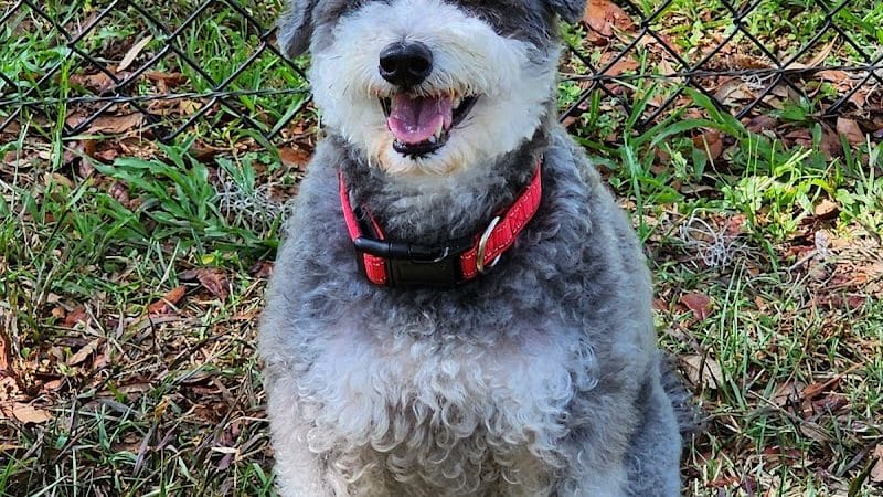 Rosewood Dog Park - San Antonio, FL