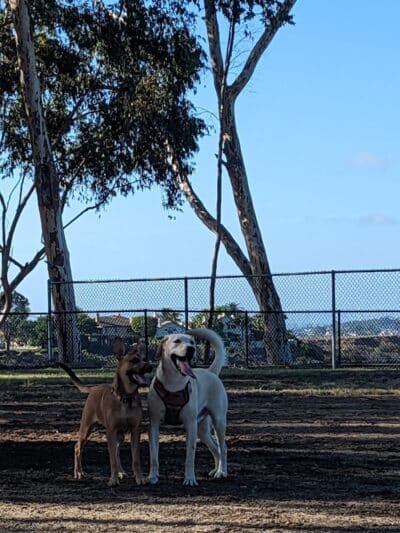 Torrey Highlands Dog Park - San Diego, CA