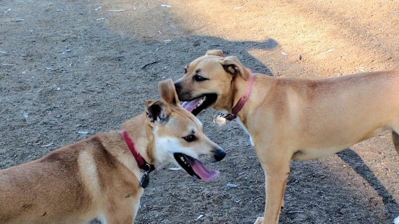 Torrey Highlands Dog Park - San Diego, CA