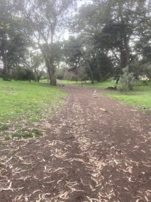 GGP Dog Play Area 1