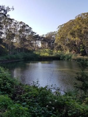 Pine Lake Park