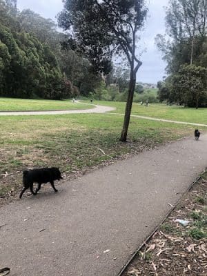 Pine Lake Park