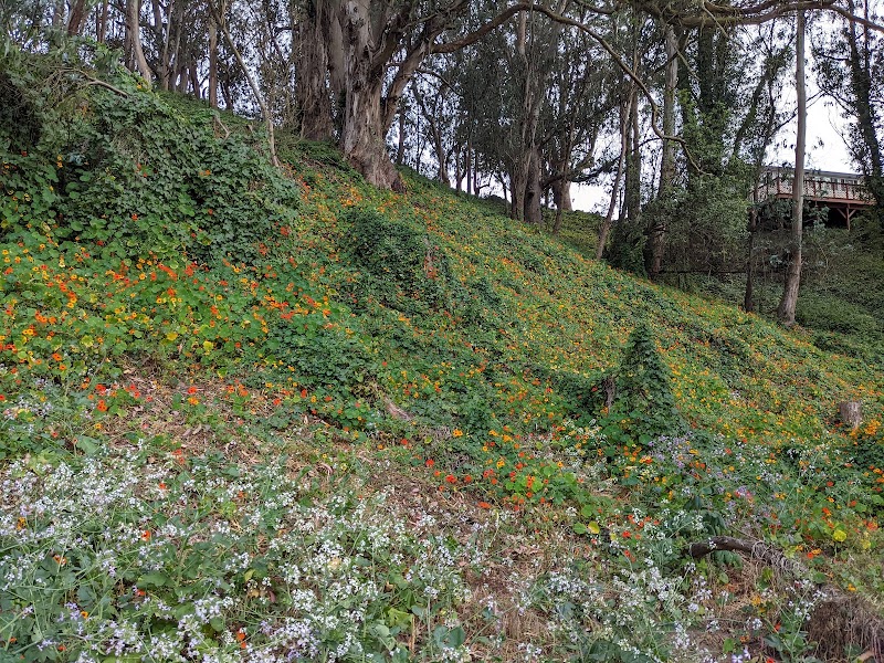Pine Lake Park - San Francisco, CA