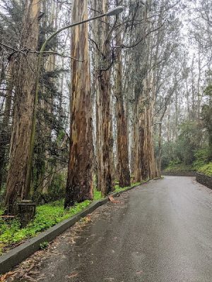 Pine Lake Park