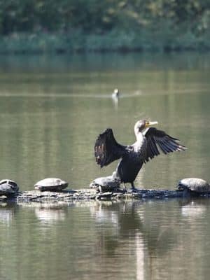 Pine Lake Park