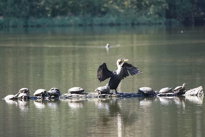 Pine Lake Park - San Francisco, CA