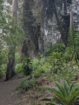 Pine Lake Park