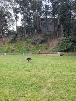 Upper Douglass Dog Play Area