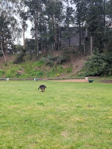 Upper Douglass Dog Play Area