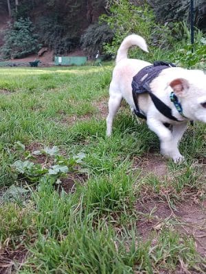 Upper Douglass Dog Play Area