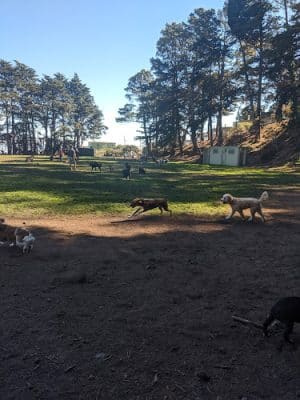 Upper Douglass Dog Play Area