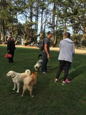 Upper Douglass Dog Play Area