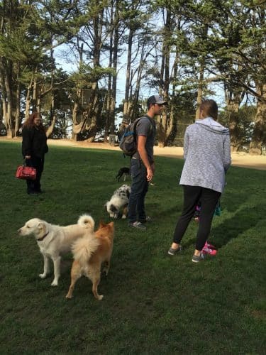 Upper Douglass Dog Play Area