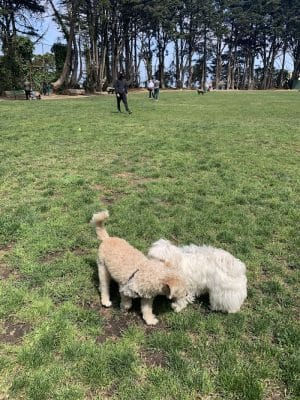 Upper Douglass Dog Play Area