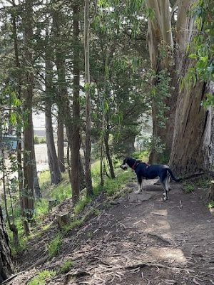 Upper Douglass Dog Play Area