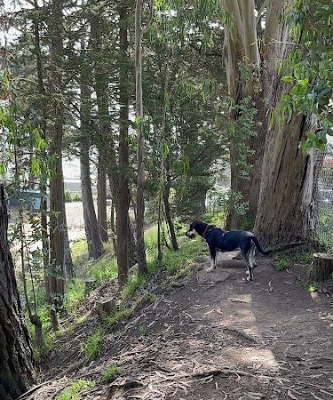 Upper Douglass Dog Play Area