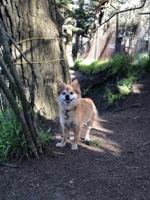 Upper Douglass Dog Play Area