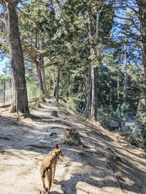 Upper Douglass Dog Play Area